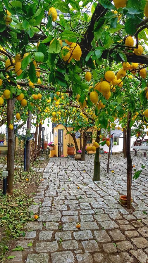 Вілла Il Limoneto Degli Angeli Мінорі Екстер'єр фото