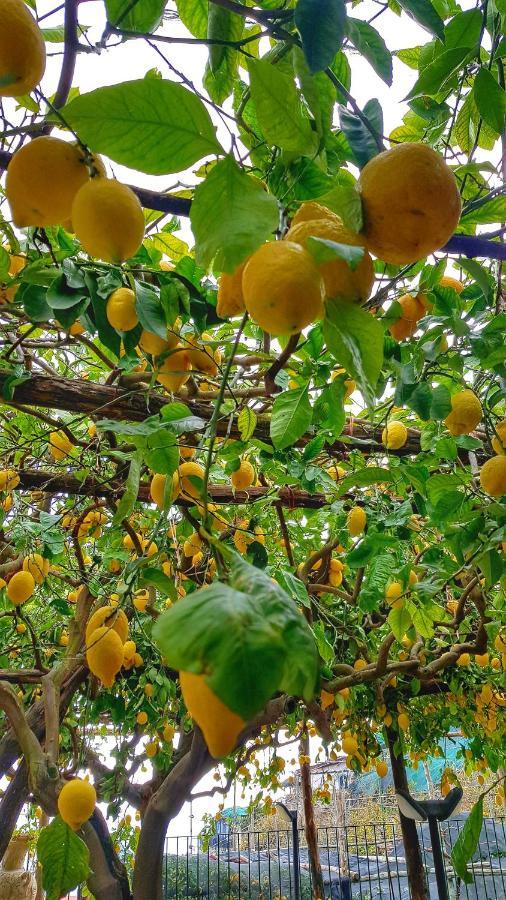 Вілла Il Limoneto Degli Angeli Мінорі Екстер'єр фото