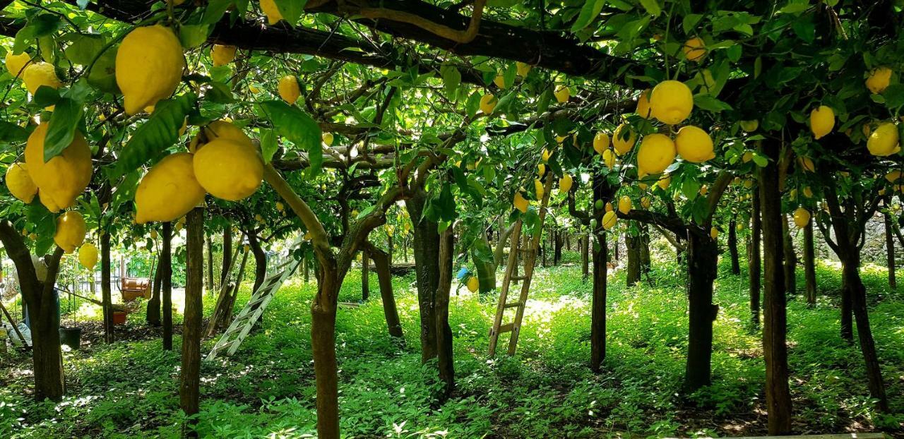 Вілла Il Limoneto Degli Angeli Мінорі Екстер'єр фото