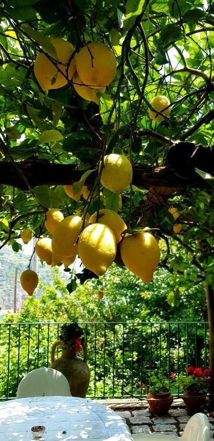 Вілла Il Limoneto Degli Angeli Мінорі Екстер'єр фото