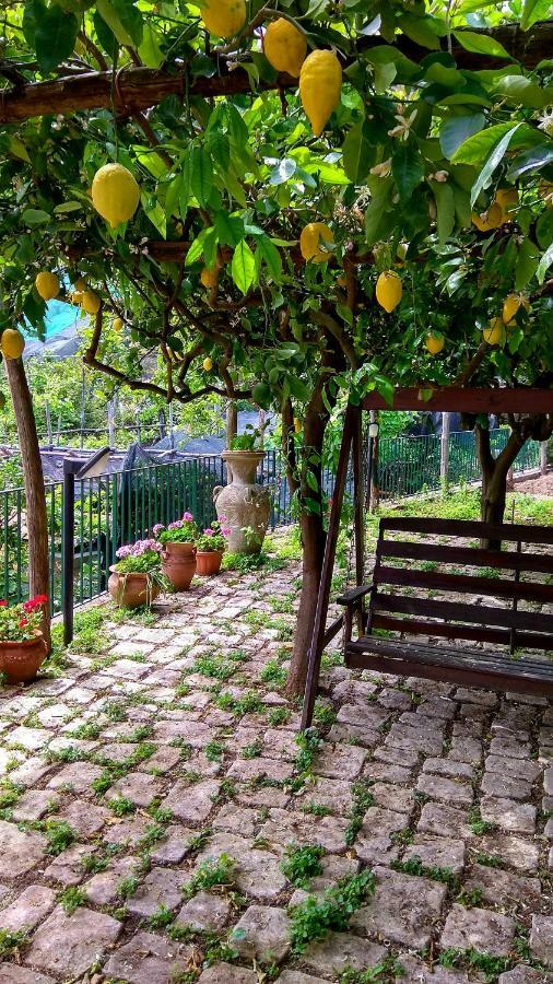 Вілла Il Limoneto Degli Angeli Мінорі Екстер'єр фото
